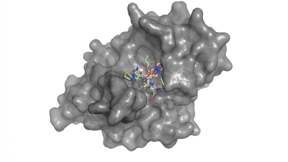 NDM-1 enzyme’s structure revealed a large cavity (dark gray) capable of binding a variety of known antibiotics (shown in different colors)