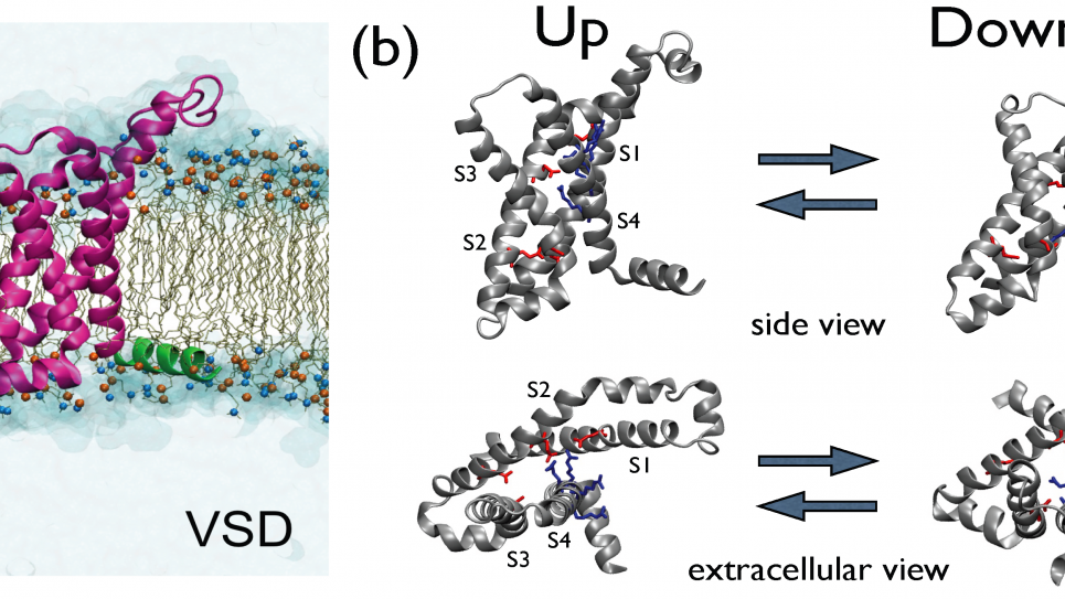 MD simulations in explicit water-membrane environment