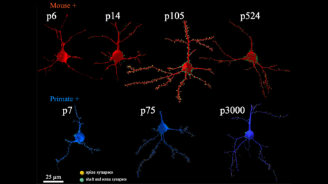 Mouse Primate Synapses Graphic