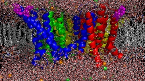 Atomic model for the simulation of the KvAP channel in a lipid membrane.