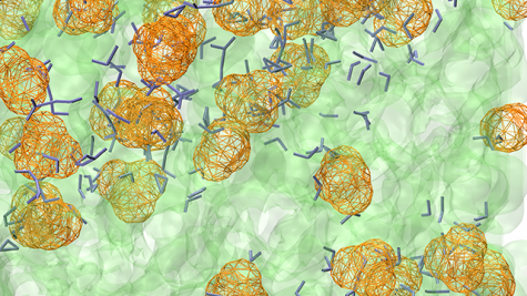 Example of a water pathway that forms in polyelectrolyte membranes connecting two hydrophilic (water) regions