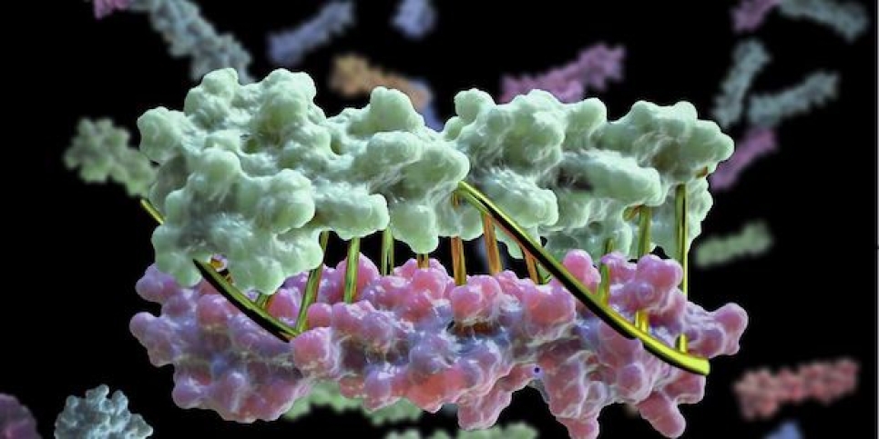 Proteins designed on computer and tested in the lab look a lot like DNA Proteins designed on computer and tested in the lab look a lot like DNA