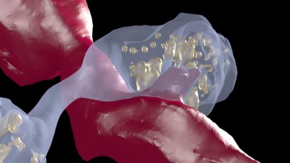 Dopeamine Axons Graphic