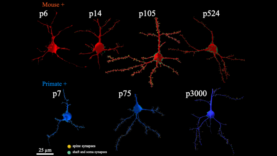 Mouse, primate neurons