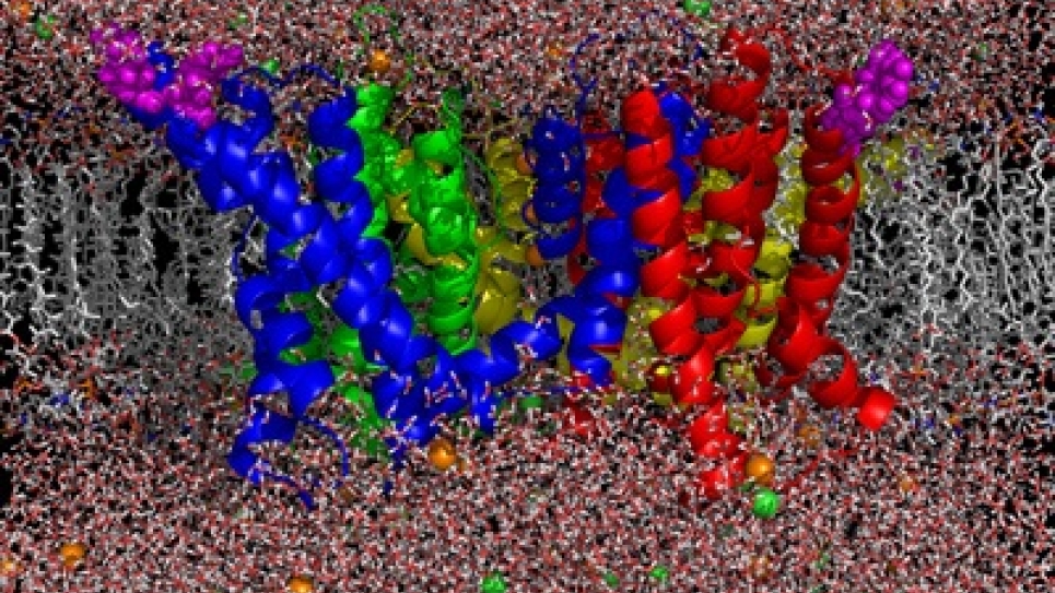 Atomic model for the simulation of the KvAP channel in a lipid membrane.