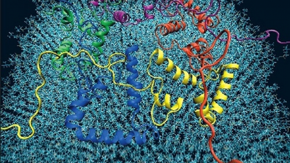 Alpha-synuclein pentamer constructed with 4ns molecular dynamics (MD) conformers after equilibration on the membrane with MD.