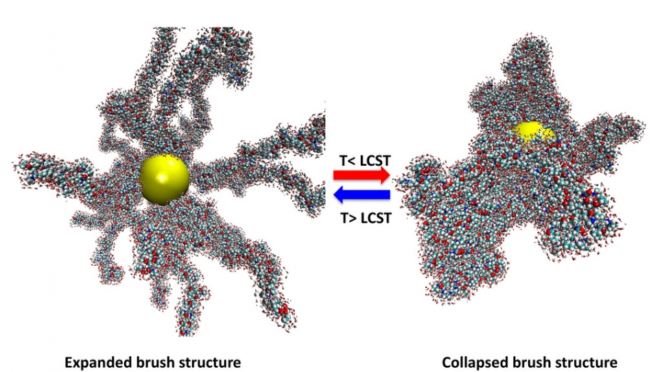 Conformational dynamics across lower critical solution temperature in a polymer brush structure grafted on metal nanoparticle.