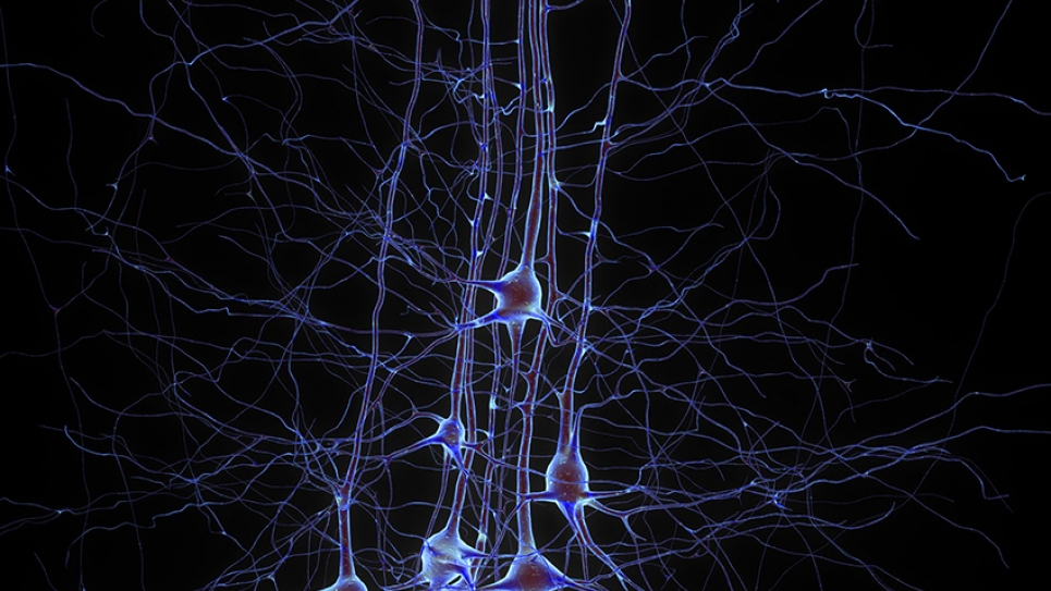 Digital reconstruction of pyramidal cells from the Blue Brain Project