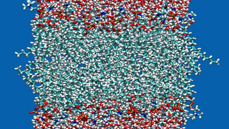 Typical configuration of a zwitterionic lipid bilayer membrane. Typical configuration of a zwitterionic lipid bilayer membrane.