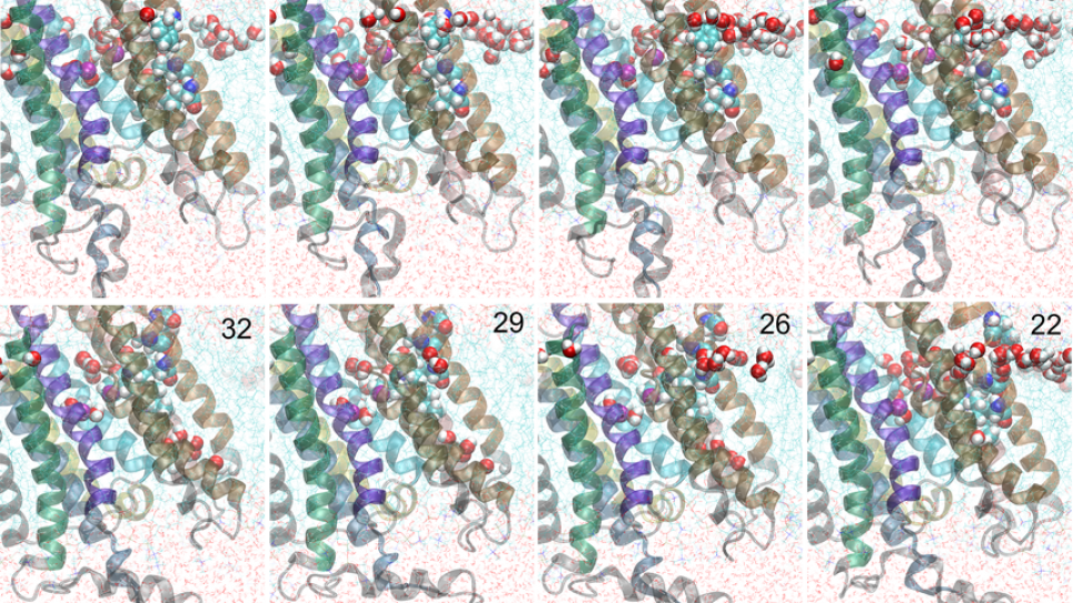 Molecular details of the occlusion process in the ATP-driven calcium pump SERCA